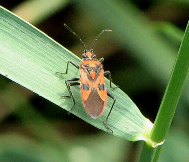 Rhopalidae: Corizus hyoscyami della Lombardia
